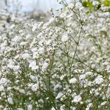 That being said, how much does it approximately cost to have a baby in india? Baby S Breath Snowflake Seeds The Seed Collection