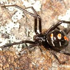 Spiders In Arkansas Species Pictures