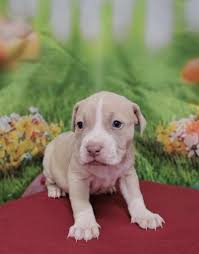 Dog and Cat Networking...