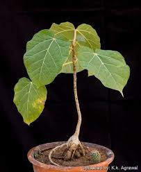 Image result for Ficus abutilifolia
