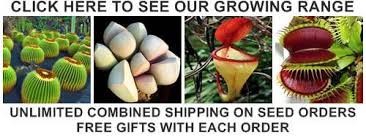 Image result for Ornithoglossum viride