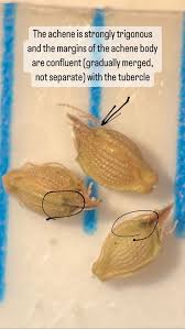 Image result for Eleocharis retroflexa