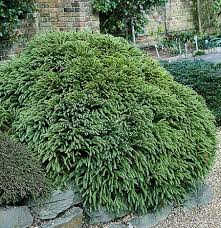 Image result for Gyrodoma hispida