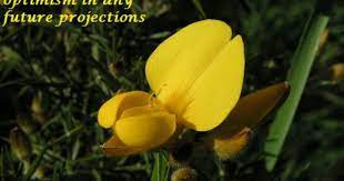Gorse Essence Helps By Shining The Light Back In It Brings Back The Optimism In Any Future Projections This Essence Helps By Mak Gorse Plants Flower Essences