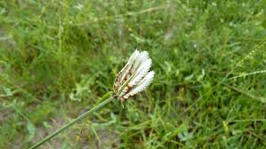 Image result for Cyperus margaritaceus