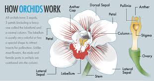 Check spelling or type a new query. How Orchids Work Howstuffworks