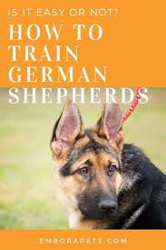 Thinking About Owning A German Shepherd But Aren T Sure If They Re The Easiest German Shepherd Puppies Training German Shepherd Facts German Shepherd Training