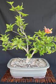 Other popular indoor bonsai trees include the crassula (jade), the carmona (fukien tea), the schefflera arboricola (hawaiian umbrella) and the. Hibiscus Bonsai Hibiscus Flower Drawing Hibiscus Bonsai Tree Care