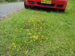 Image result for Lotononis bainesii