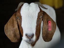 What do you get when you mix human and woman cited after dogs escape and kill goat. Chinese Woman Killing A Goat Inside Gadhimai The World S Biggest Ritual Slaughter Cnn A Woman Slaughtering An Animal Ø¹ÙˆØ±Øª Ø¬Ø§Ù†ÙˆØ± Ø°Ø¨Ø­ Ú©Ø±ØªÛ' ÛÙˆØ¦Û' Decoracion De Unas
