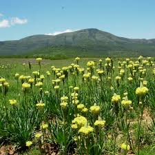 Image result for Bulbine narcissifolia