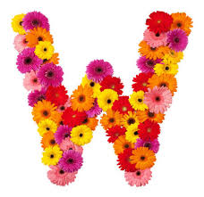 W beautiful stylish all alphabet inside red heart perfect dpz. Letter W Flower Alphabet Isolated On White Background Stock Photo Picture And Royalty Free Image Image 22261434