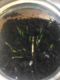 How to care for christmas cactus plants | hunker. Day 18 Of Christmas Cactus Seeds I Harvested From My Own Plants Cactus