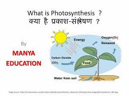 What Is Photosynthesis क य ह प रक श स श ल षण Youtube