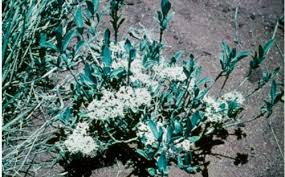 Image result for Pygmaeothamnus zeyheri