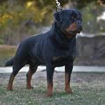Rottweiler For Sale in Virginia - Hoobly Classifieds