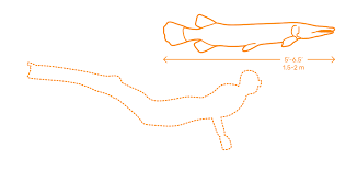 How to draw an alligator step by step? Alligator Gar Dimensions Drawings Dimensions Com