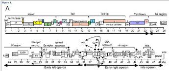 Lambda strains, mutated at specific sites, are unable to lysogenize cells; Fago Lambda Wikipedia A Enciclopedia Libre