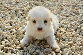 A bird name, sunny, raven, that is closely related to the crow. 440 Boy Dog Names A Z Labrottie Com