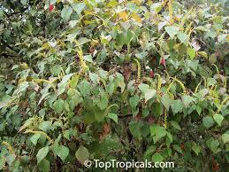 Image result for Sapium