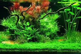 Jurassic World Evolution Aquatic Plant Fossils In 2020 Planted Aquarium Live Aquarium Plants Freshwater Plants