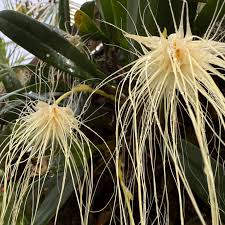 Image result for Bulbophyllum sp. nov