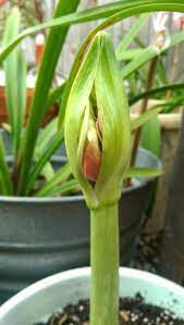 944f2e9e96e160dafe08d665b4d7b61f Jpg 380 672 Pixels Amaryllis Flowers Amaryllis Plants