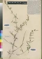 Image result for Justicia odora