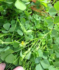 Image result for Medicago polymorpha