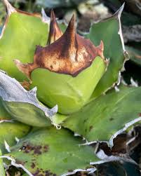 Image result for Aloe mossurilensis