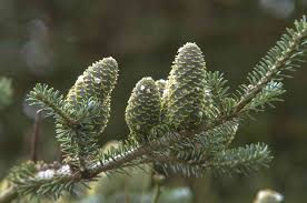 Radially standing, dark green needles. Korean Fir Plant Care Growing Guide