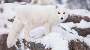 Select from premium arctic fox of the highest quality. Cute But Tough The Arctic Fox Yukon Wildlife Preserve