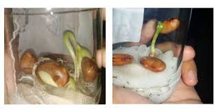 Experiments were carried out at the experimental garden, faculty of agriculture ugj from october 2016 to february 2017. Laporan Praktikum Pertumbuhan Dan Perkembangan Tumbuhan Praktikum Ipa Di Sd Media Ilmu