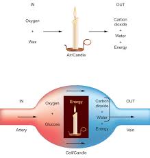 Don't think of the sun as a giant campfire. Oxygen Carbon Dioxide And Energy Ck 12 Foundation