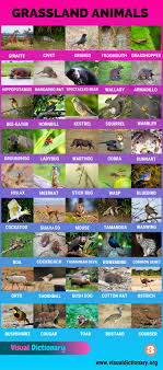 Do we also offer different animal lists, such as the number of animals on the endangered species list? Grassland Animals Big List Of 160 Grassland Animals In The World Visual Dictionary