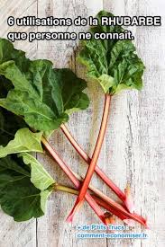 6 Utilisations De La Rhubarbe Que Personne Ne Connait Rhubarbe Recettes Avec Rhubarbe Feuille De Rhubarbe