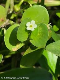 Image result for Bacopa floribunda
