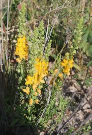 Image result for Alectra picta