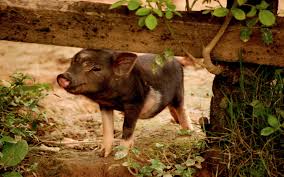Check spelling or type a new query. 10 Phenomenal Reasons To Love Pigs One Green Planet