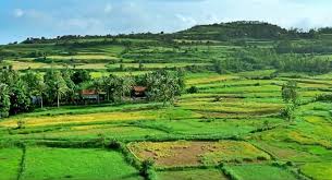 Đồng cỏ xanh rì với hoa dại vàng đong đưa trước gió, nước biển màu xanh ngọc bích với con tàu lặng lẽ trôi. Phu Yen Má»™ng MÆ¡ Trong Toi Tháº¥y Hoa Vang Tren Cá» Xanh Mytour Vn