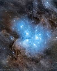 Image result for Searsia nebulosa