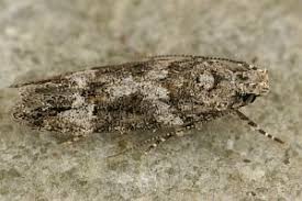 Image result for Teleiodes sequax