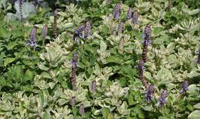 Image result for Coleus neochilus