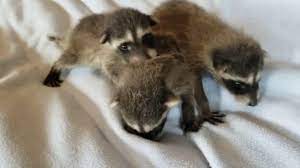 Orphaned Baby Raccoons At Wildcare Wildcare