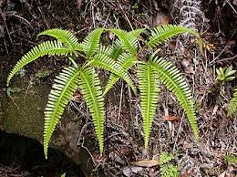 Image result for Dicranopteris elegantula