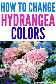 This variety offers beautiful rich red flowers with dark green foliage and only grows about 3 ft tall. How To Change Hydrangea Colors Tips For Gorgeous Flowers