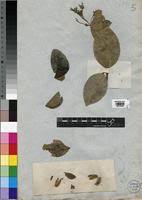 Image result for Usteria guineensis