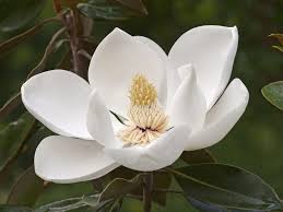Image result for Magnolia