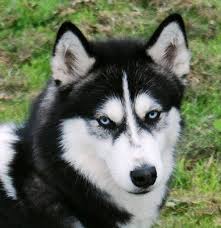 Alaskan malamute puppies for sale. Alaskan Malamute Puppy Price In Canada Pets Lovers