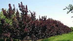 You can prune anytime to remove damaged branches, but spring is the best time to prune in order to shape the shrub or rejuvenate it. Cotinus Coggygria Royal Purple Treeebb Baumsuchmaschine Im Internet Baumschule Ebben